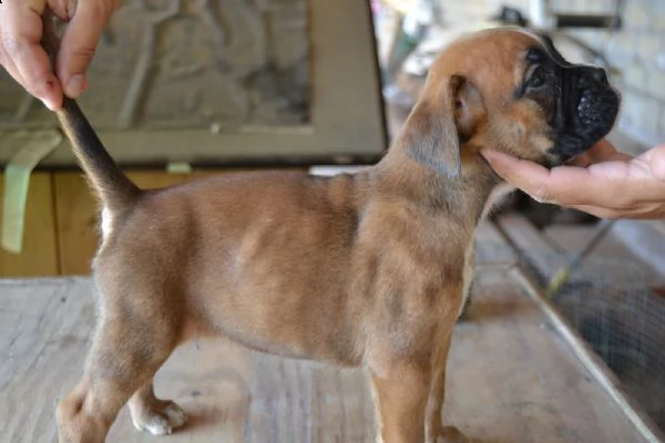 boxer fulvi 4 maschi / 3 femmine | Foto 1