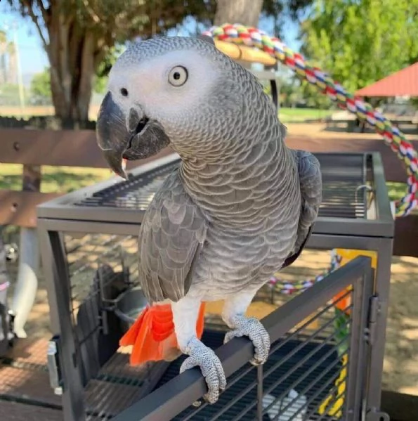 pappagallo di 1 anno a posto no  | Foto 0