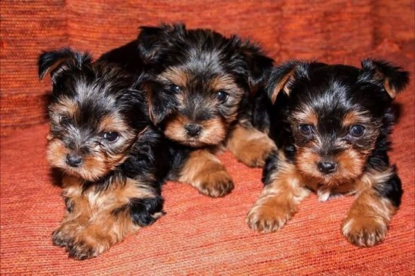 cuccioli di yorkie disponibili e pronti per partire