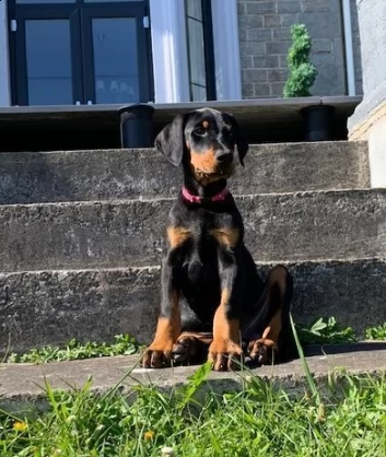 maschio e femmina dobermann cucciolata