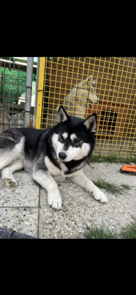 regalo siberian husky 