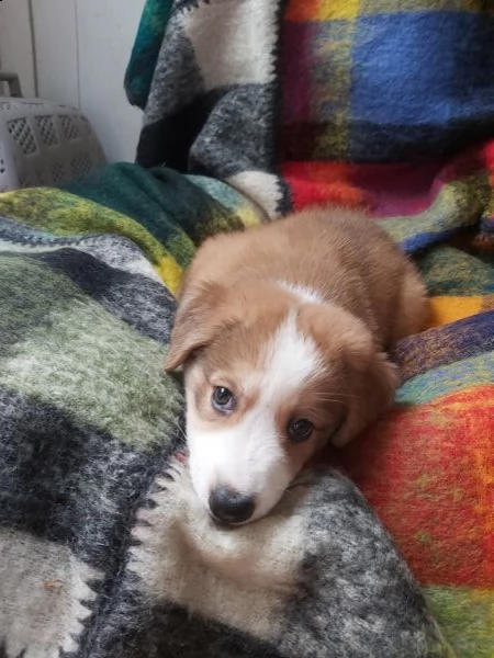 cuccioli taglia media in adozione  | Foto 5