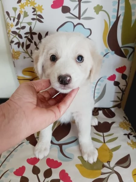 cuccioli taglia media in adozione  | Foto 4