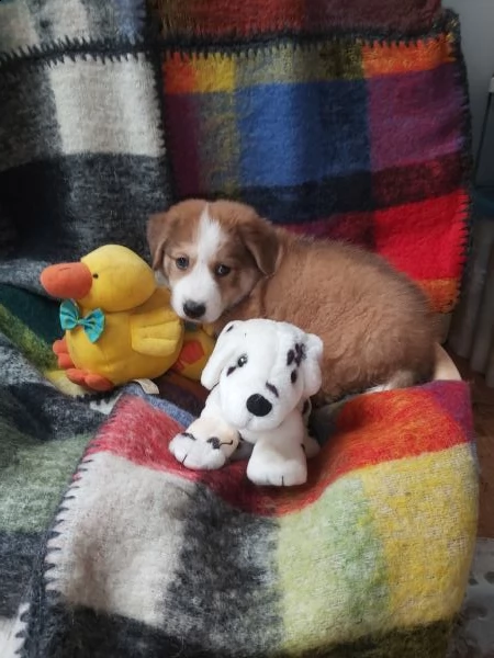 cuccioli taglia media in adozione  | Foto 3