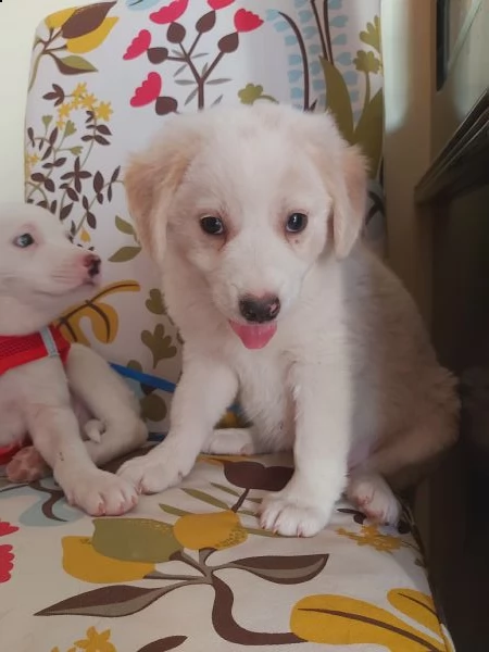 cuccioli taglia media in adozione  | Foto 2