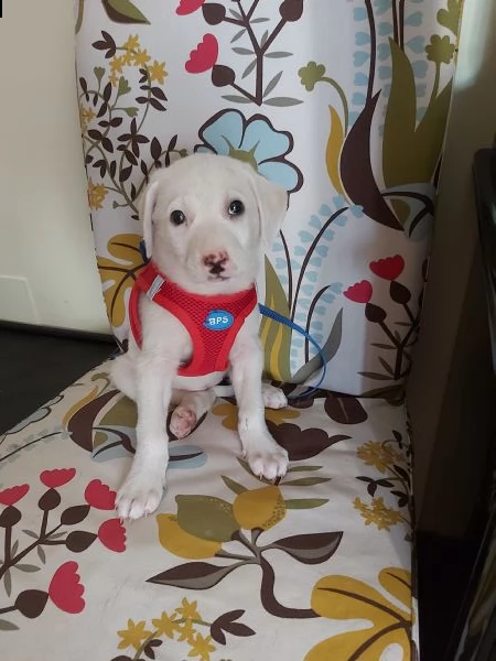 cuccioli taglia media in adozione  | Foto 1