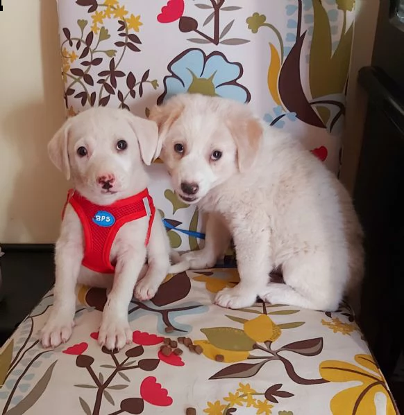 cuccioli taglia media in adozione 
