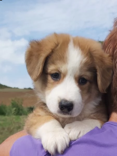 cuccioli taglia media in adozione  | Foto 0