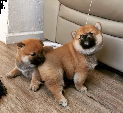 giocoso shiba inu piccolo cucciolo