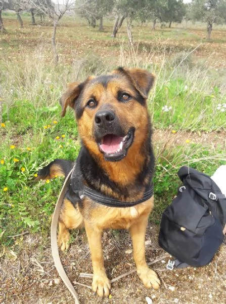 dea stupenda incrocio rottweiler 3 anni  | Foto 6