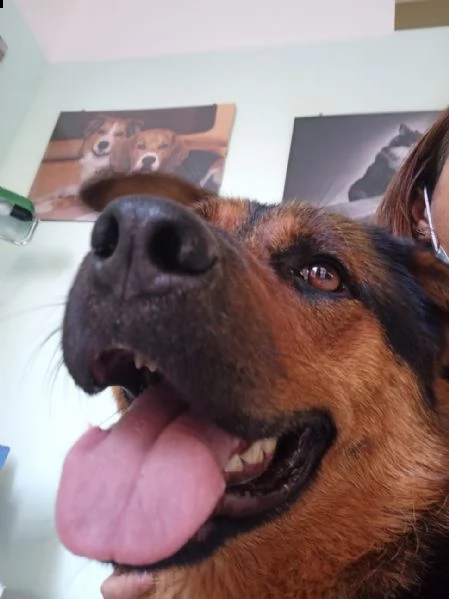 dea stupenda incrocio rottweiler 3 anni  | Foto 5