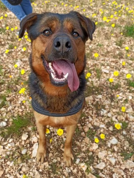 dea stupenda incrocio rottweiler 