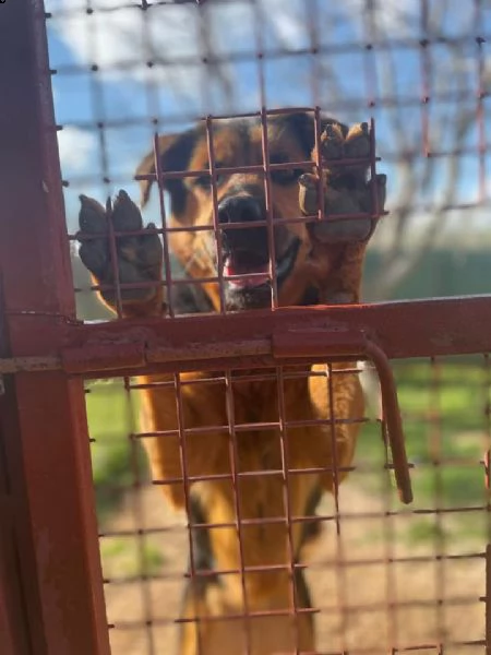 dea stupenda incrocio rottweiler  | Foto 3