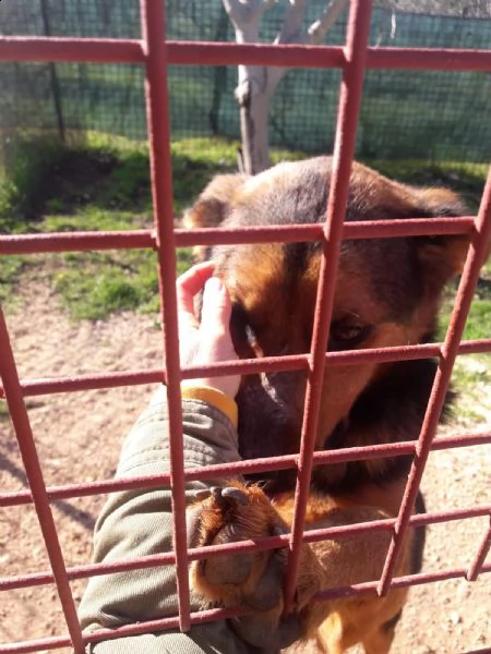 dea stupenda incrocio rottweiler  | Foto 2