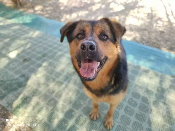 dea stupenda incrocio rottweiler  | Foto 1