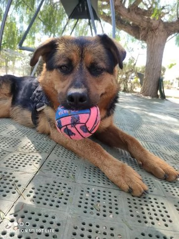 dea stupenda incrocio rottweiler  | Foto 0