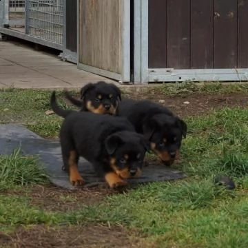 splendidi cuccioli di rottweiler