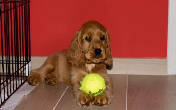 disponibili bellissimi cuccioli di cocker spaniel  | Foto 0