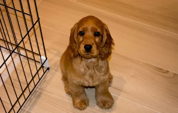 disponibili bellissimi cuccioli di cocker spaniel 