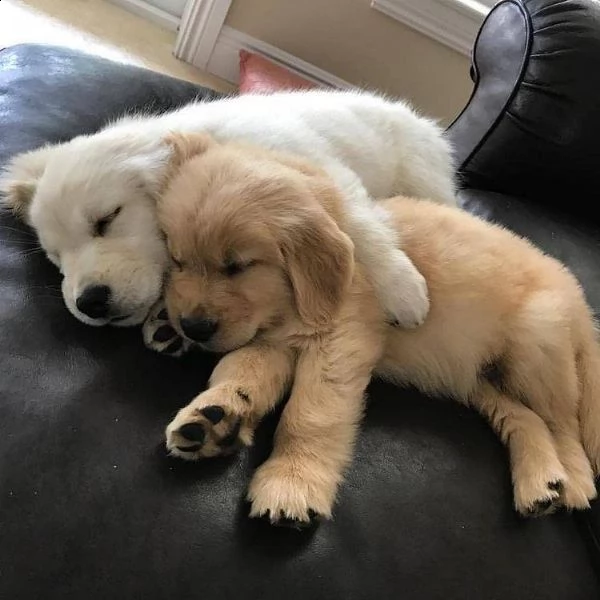  regalo cuccioli di golden retriver disponibili bellissimi cuccioli di golden taglia standard mantel