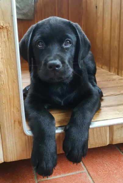 ultimi cuccioli disponibili  | Foto 0