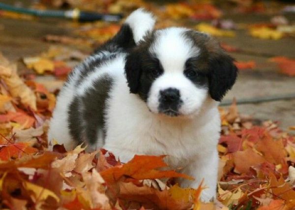  regalo adorabili cuccioli san bernardo femminucce e maschietti gratuita i cuccioli sono vaccinati s