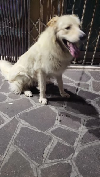 simil maremmano maschio cane da guardia  | Foto 0