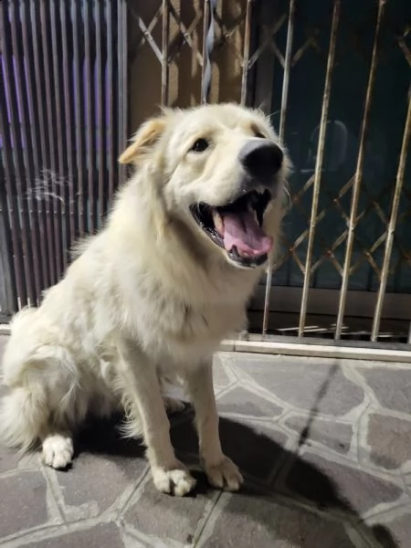 simil maremmano maschio cane da guardia 