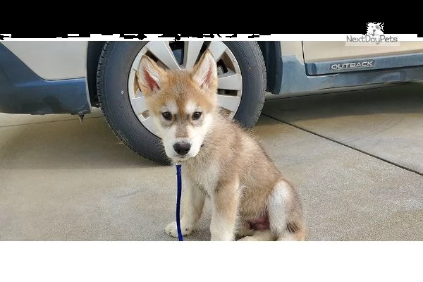 cuccioli di cane lupo cecoslovacco | Foto 0