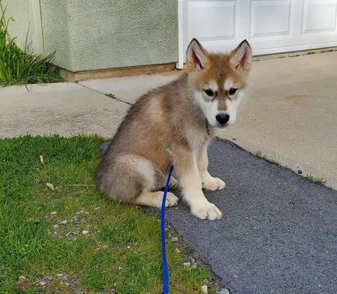 cuccioli di cane lupo cecoslovacco