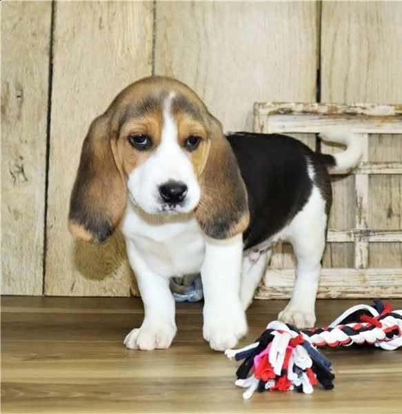 beagle giocherelloni cuccioli | Foto 0