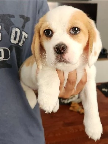 beagle giocherelloni cuccioli