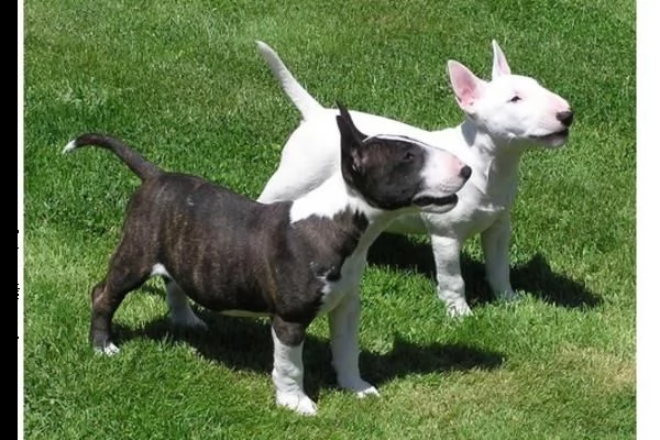 cucciolo di bull terrier disponibili