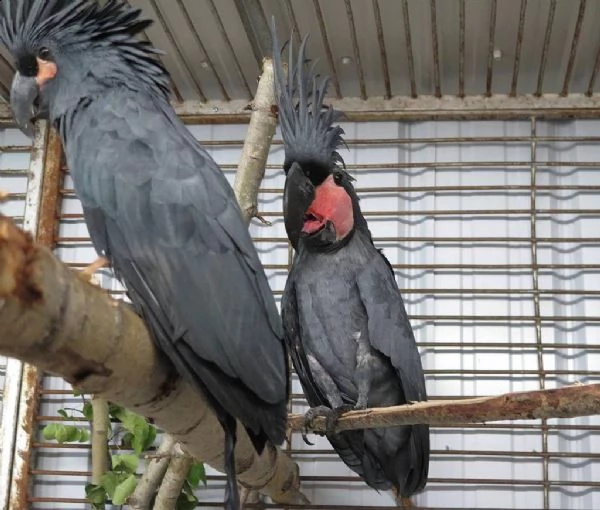 ara e cacatua | Foto 0