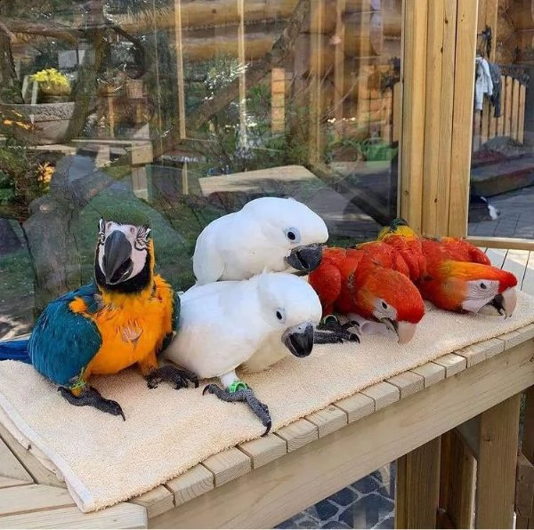 ara e cacatua