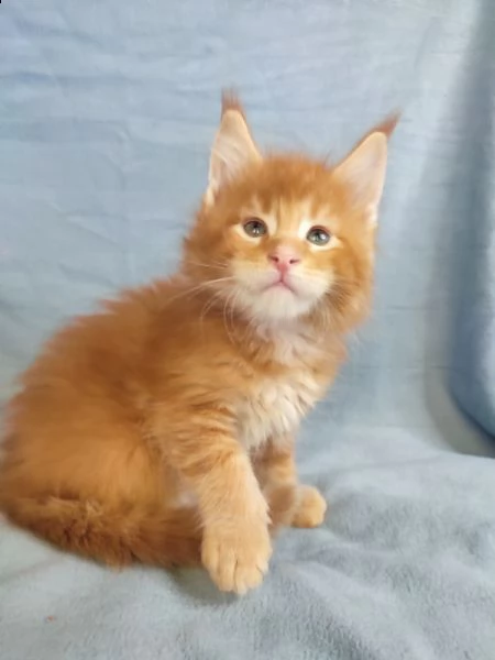 cuccioli di maine coon | Foto 1