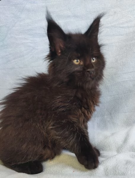 cuccioli di maine coon