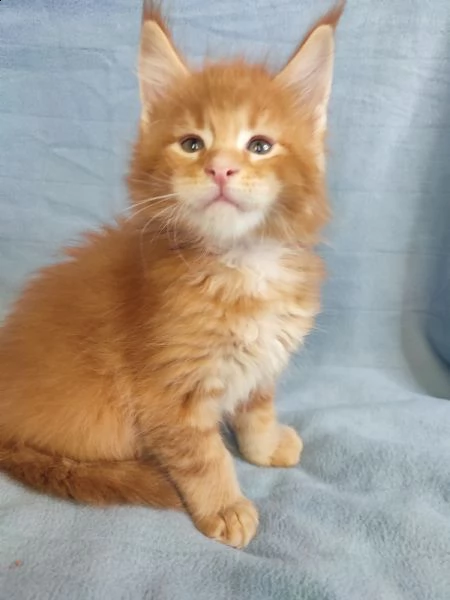 cuccioli di maine coon | Foto 0