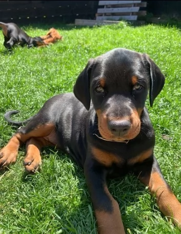vendo cuccioli di dobermann maschio e femmin