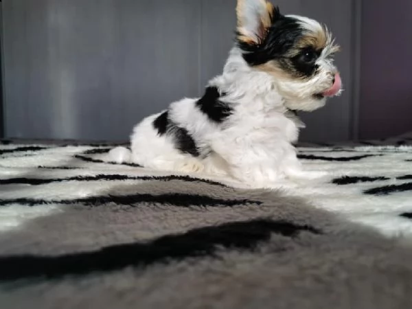 offro disponibile bello cuccioli yorkshire biewer taglia piccola 
