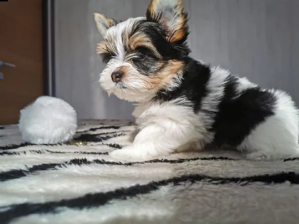 offro disponibile bello cuccioli yorkshire biewer taglia piccola  | Foto 0