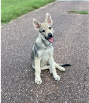 tre cucciole di cane lupo cecoslovacco | Foto 0