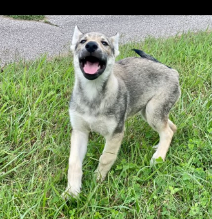 tre cucciole di cane lupo cecoslovacco