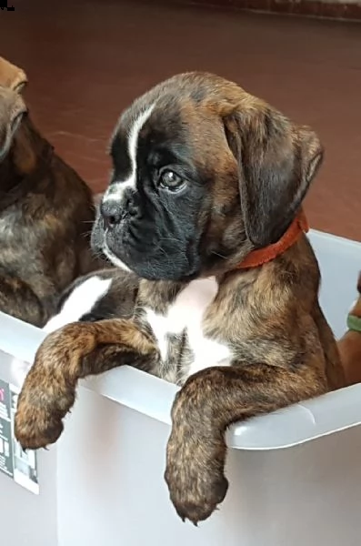 razza boxer cucciolo | Foto 1