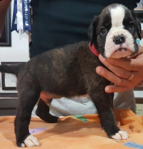 razza boxer cucciolo