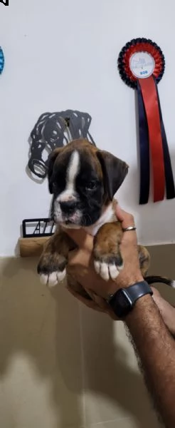 delizioso boxer cucciolo 