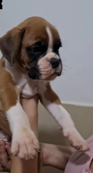 meraviglioso cucciolo maschio di boxer | Foto 0
