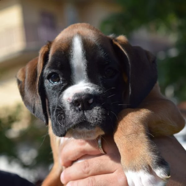 meraviglioso cucciolo maschio di boxer