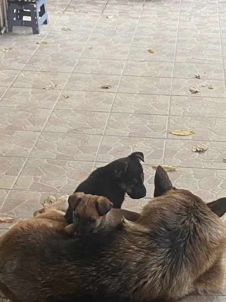 Regalo 2 cagnolini  | Foto 3