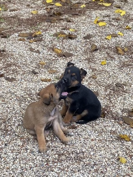 Regalo 2 cagnolini  | Foto 2